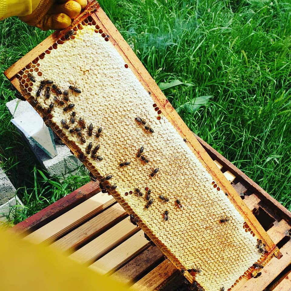 Tending the hives